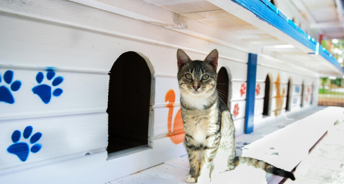 U parku u Antaliji postavljena trospratna kućica za mačke sa 64 sobe