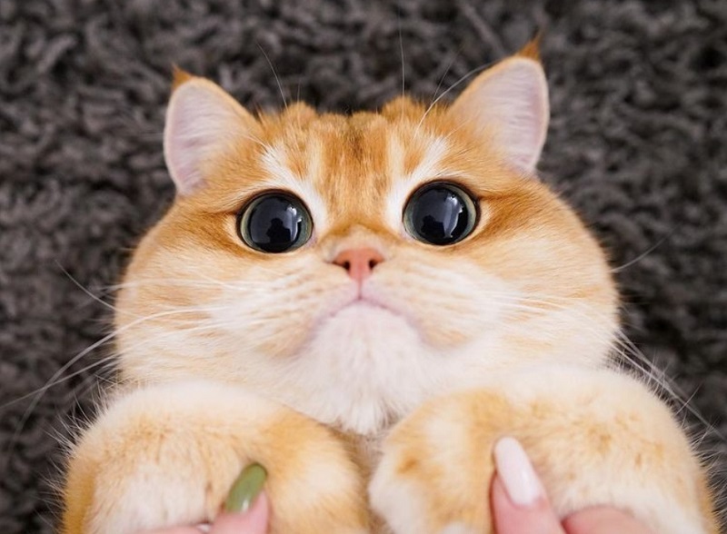 Ovo je Pisco, nova internet senzacija koja izgleda kao Mačak u čizmama iz „Šreka“