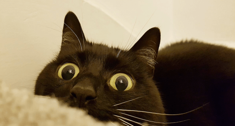 Ovo je Zelda – mačka koja uvek izgleda iznenađeno