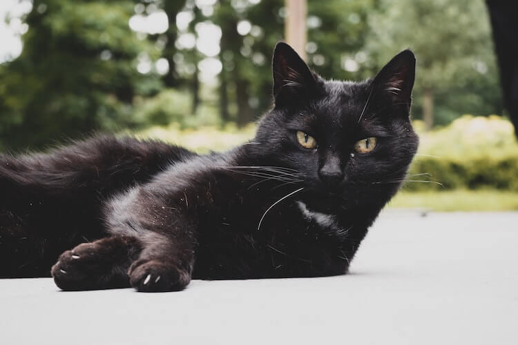 Nepravedno optužene: Ovo su 5 zanimljivih činjenica o crnim mačkama