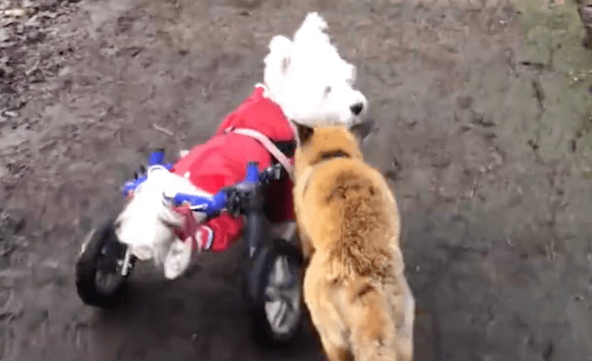 Neodoljivi dvojac – Pas u kolicima vodič slepoj lisici