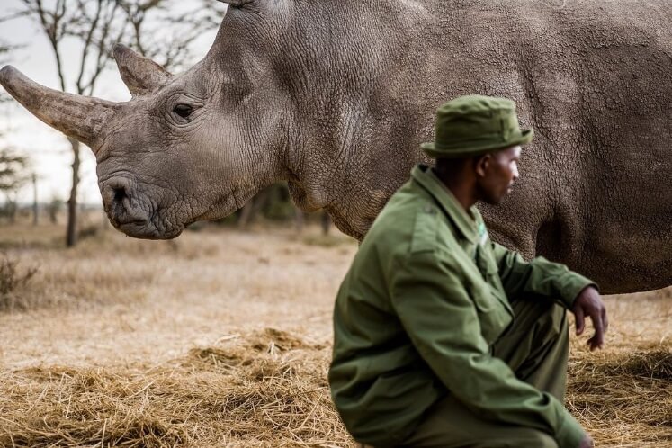 Veterinari i policija čuvaju majku i ćerku – poslednja dva bela nosoroga na planeti