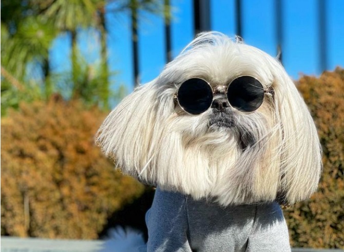 Pas postao zvezda – ima bolju frizuru od Lejdi Gage