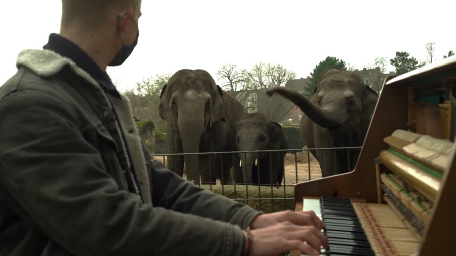 Unajmili pijanistu za zoo vrt – životinje uzvratile oduševljenjem