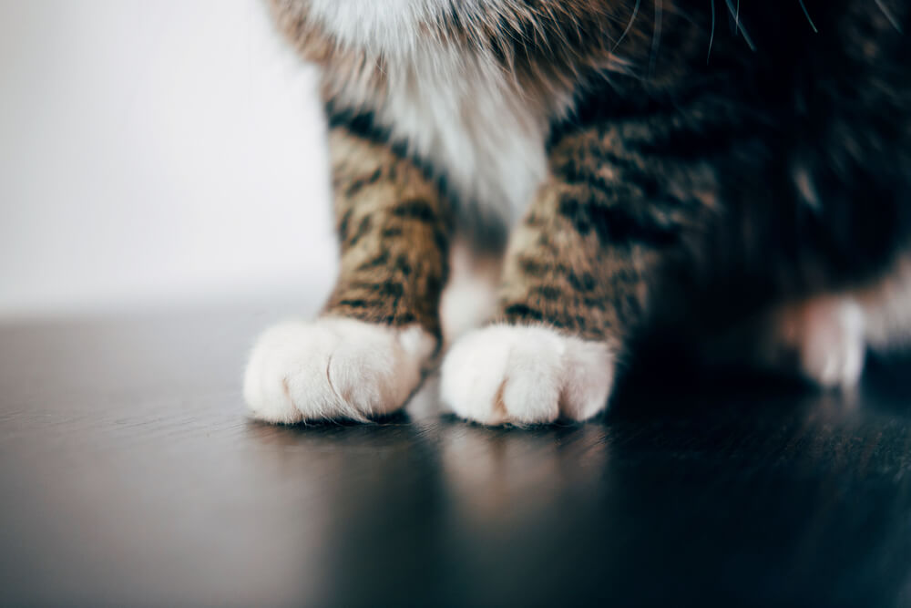 Zbog čega šape kod nekih mačaka izgledaju kao da su obule čarape?