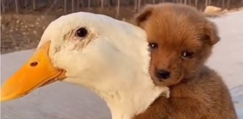 Kuca i patka postali najbolji prijatelji! Ovaj snimak će razgaliti i najhladnije osobe