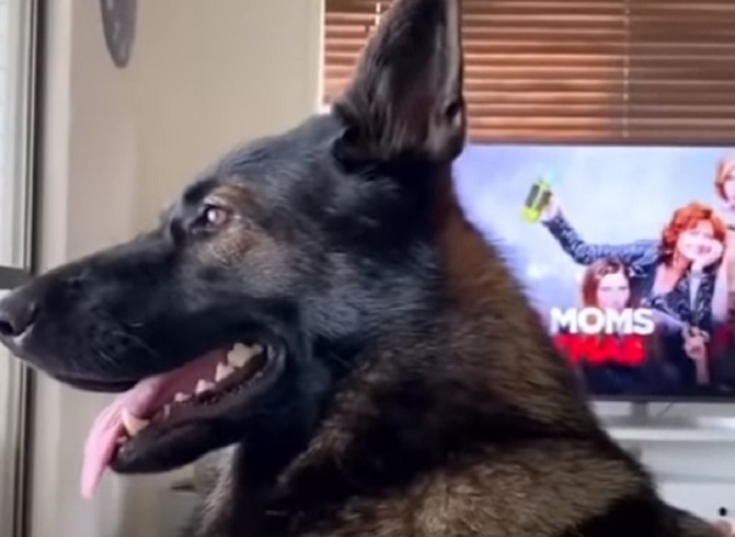 Presmešna reakcija penzionisanog policijskog psa na reč „kokain“