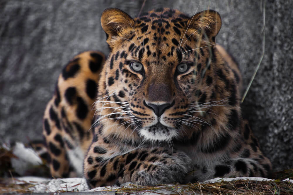 Amurski leopard je jako ugrožena vrsta i bogatija je za tri mladunca!