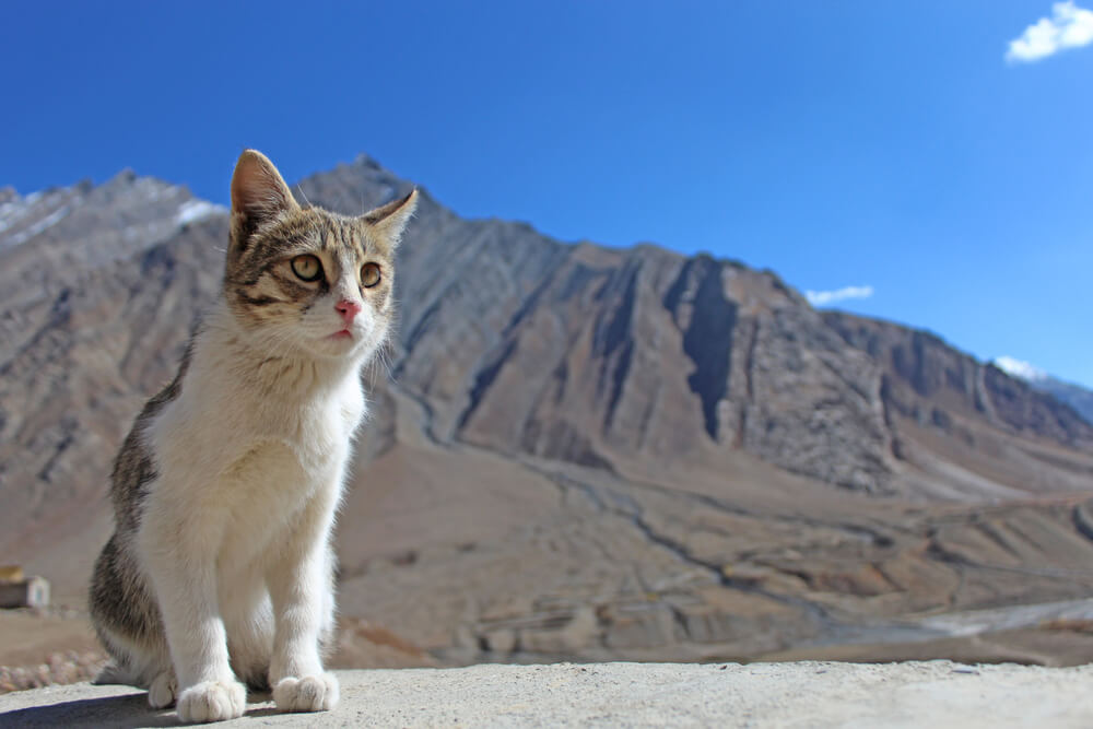 Radoznala mačka sa planinarima osvojila vrh planine
