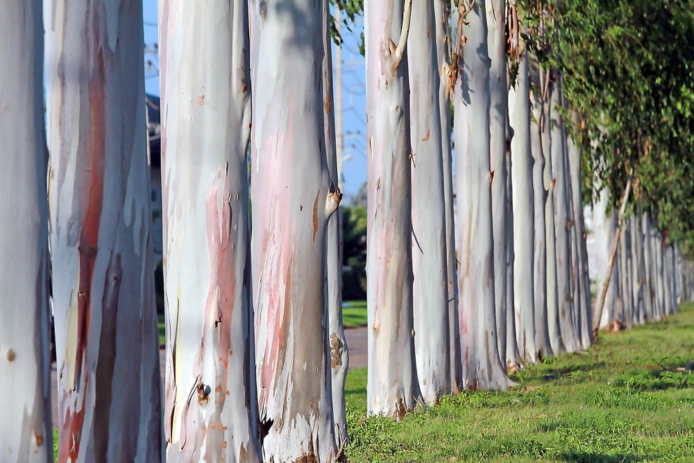 Drvo eukaliptusa izgleda kao oslikano