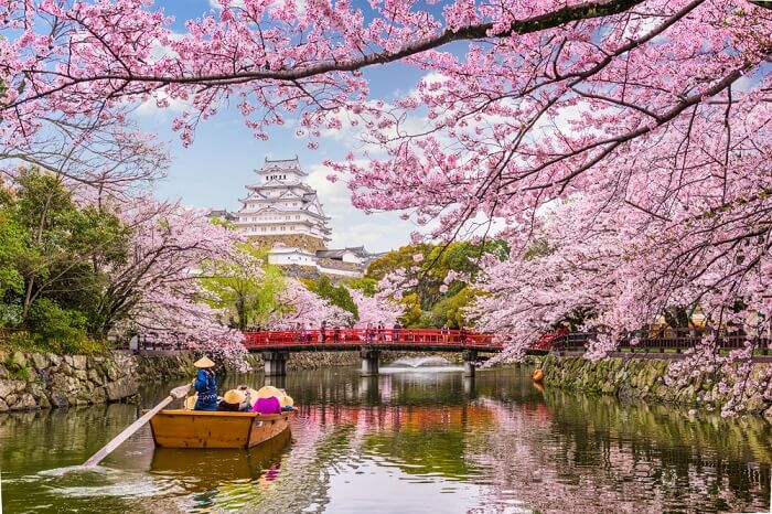 Cvetanje japanskog simbola – usled klimatskih promena, trešnje zabeležile rekordan procvat!