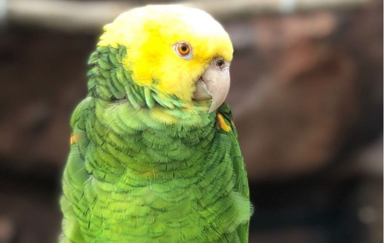 Papagaj koji peva Bijonse je pravi hit na Instagramu