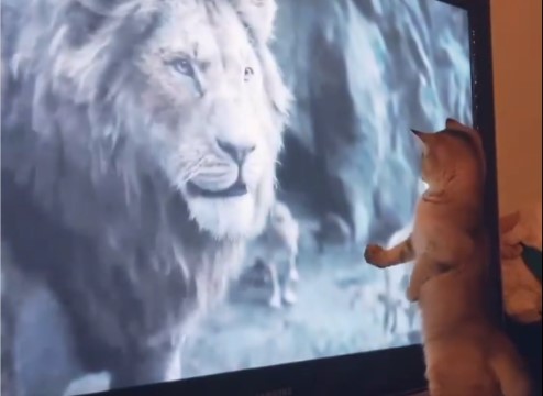 Maca ugledala lava i odreagovala kao u crtaću!