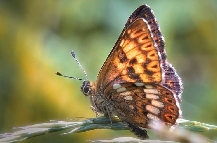 Najređa vrsta leptira više nije ugrožena!