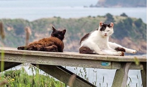 Mačke okupirale ostrvo i postale glavni ljubimci stanovnika
