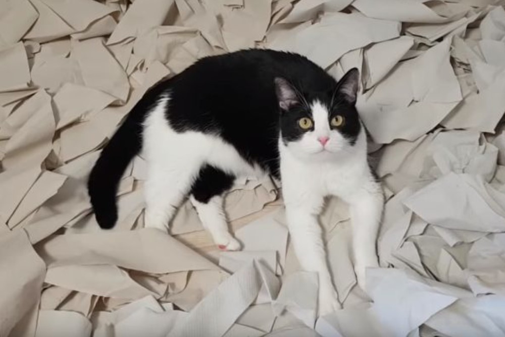 Šta bude kada mačka uđe u sobu punu toalet papira