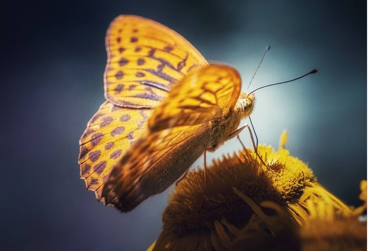 Najveći park leptira na svetu je čista egzotika, a nastao je iz hobija
