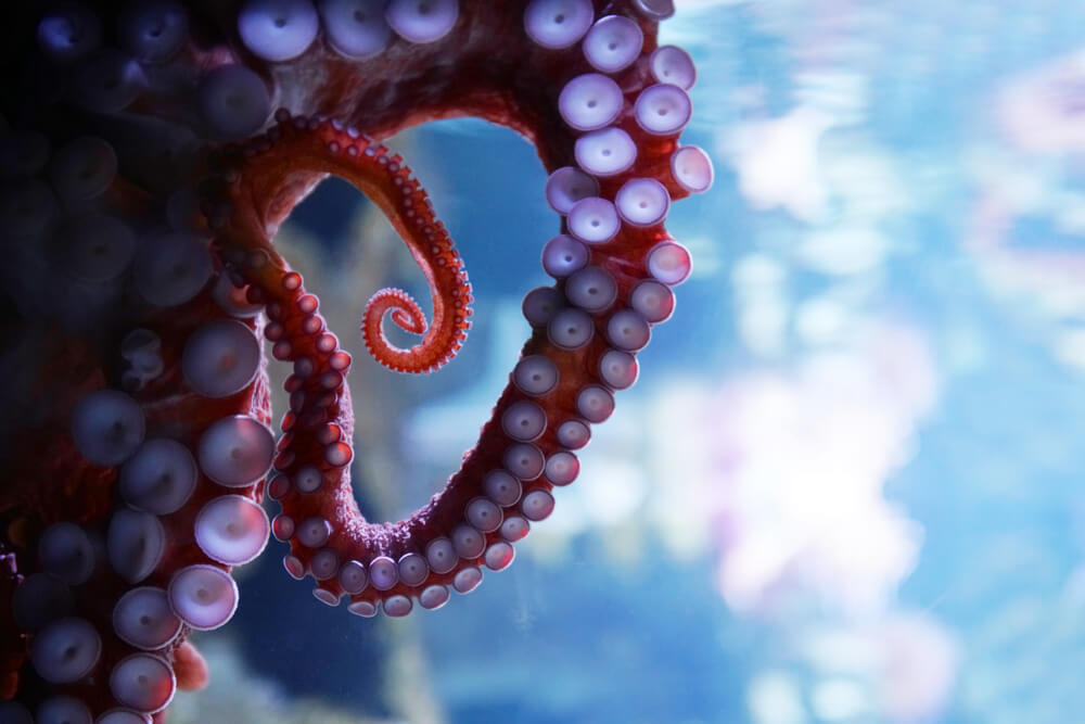 7000 metara ispod vode pronađena do sada neviđena vrsta hobotnice