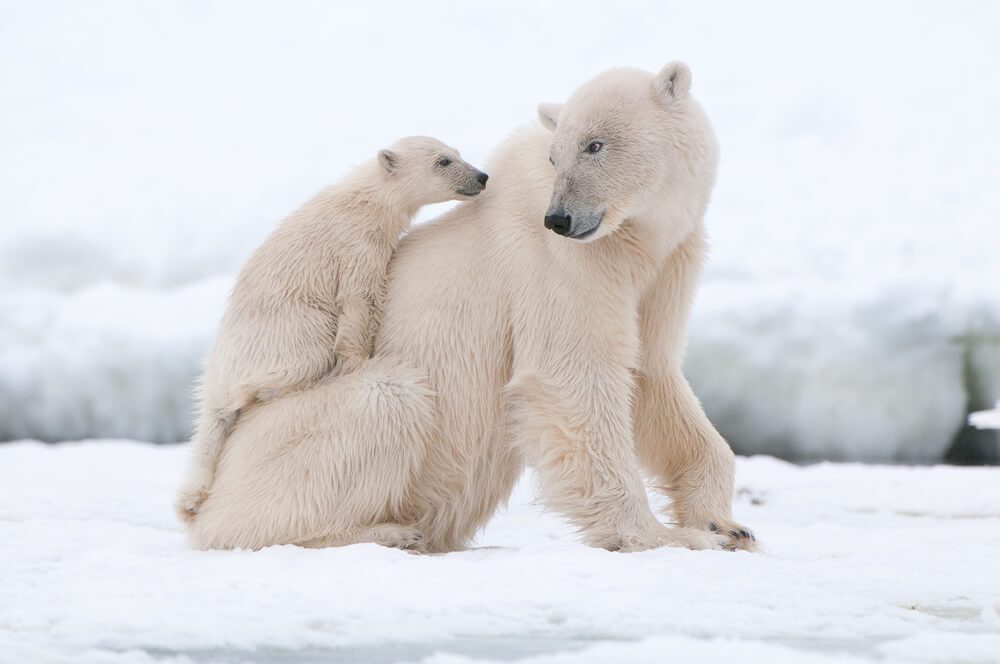Zanimljivosti o polarnim medvedima koje sigurno niste znali