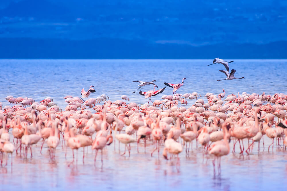 Flamingosi su od ovog jezera napravili unikat