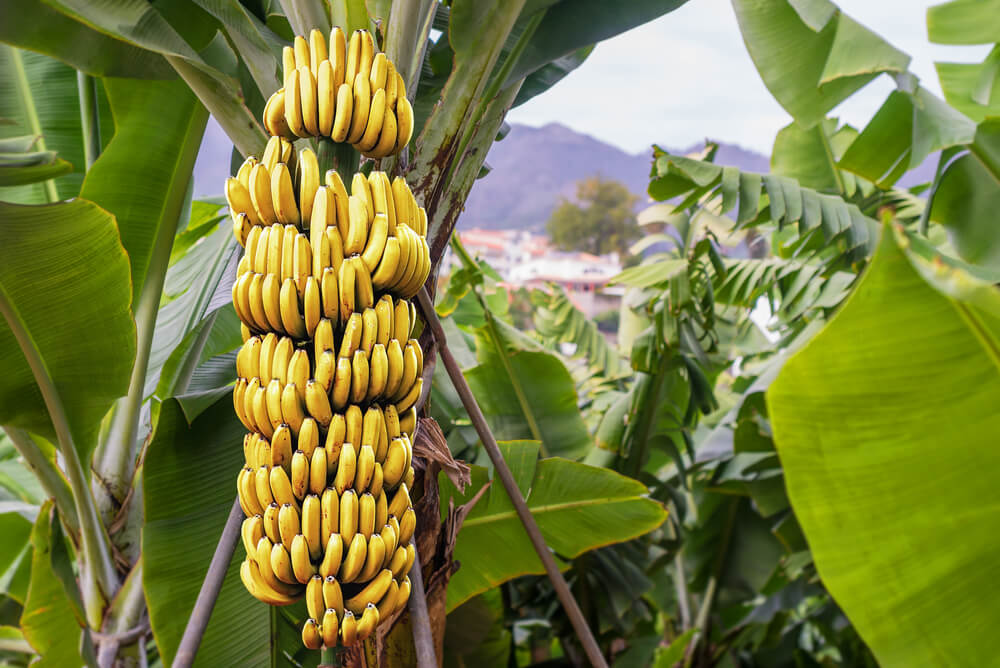 Startap iz Ugande od drveta banana pravi ekološke proizvode