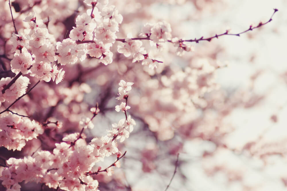 Trešnjev ili trešnjin cvet, tisovo ili tisino drvo? Ovde ljudi često greše kada upotrebljavaju prideve