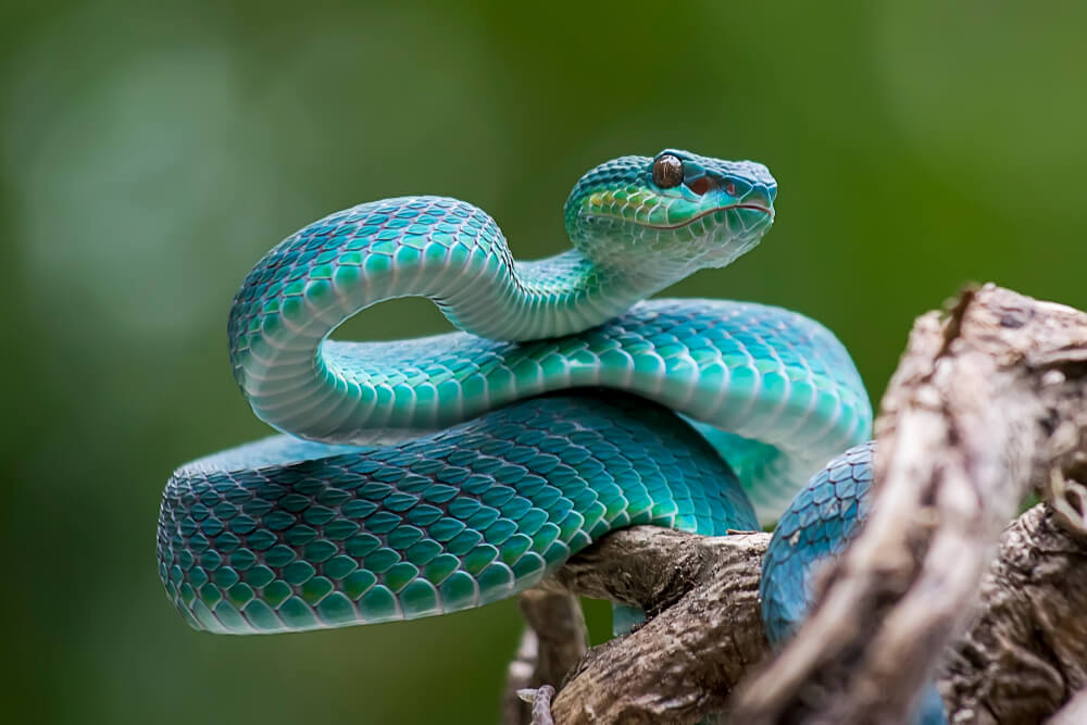 Postoji više tumačenja – šta znači sanjati zmiju?