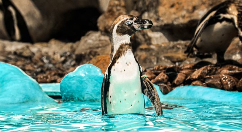 Prva beba pingvina iz beogradskog zoo vrta uživa u letu