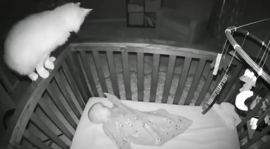 Postavili su kameru i snimili šta mačka radi noću pokraj bebe