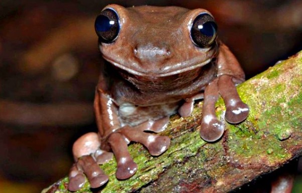 Otkrivena nova smeđa vrsta žabe – „čokoladna žaba“ i izgleda preslatko!