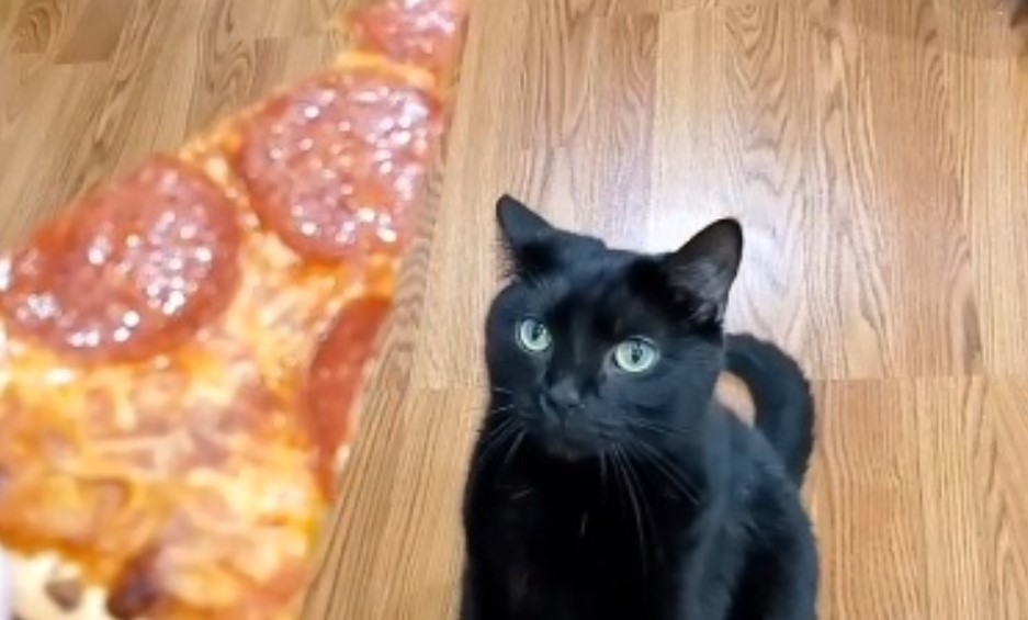 Reakcija mačka nakon što mu je vlasnica ponudila picu je potpuni hit