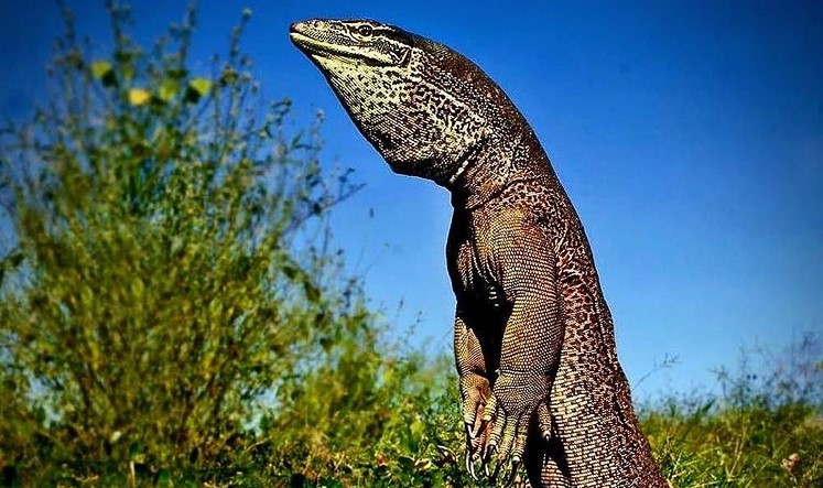 Komodo ostrva i zmajevi – upoznajte jedno interesantno ostrvo Indonezije