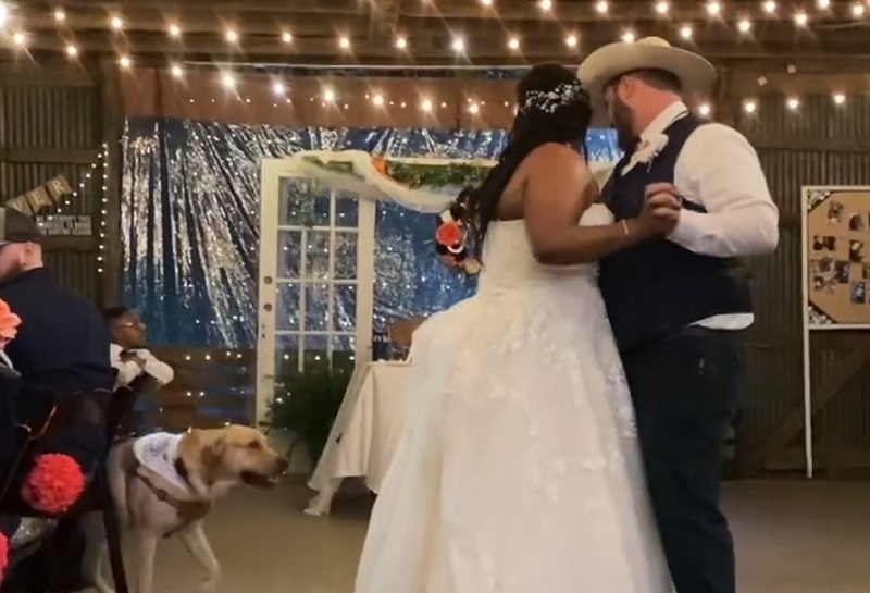 Pas na venčanju – evo kako je ovom paru simpatični retriver ulepšao venčanje