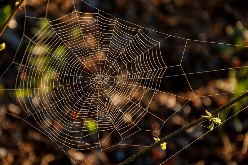 Zapanjujući prizori u Australiji – cela regija prekrivena paukovom mrežom!