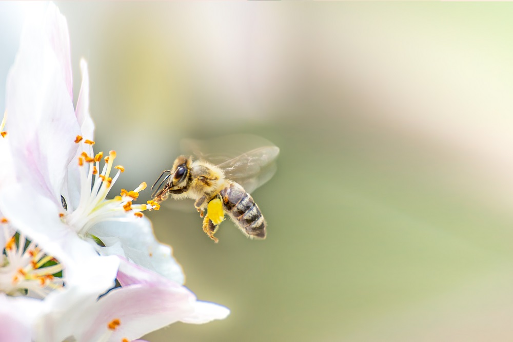 Moraju se sačuvati – evo zašto su pčele bitne i zašto ne smeju da nestanu