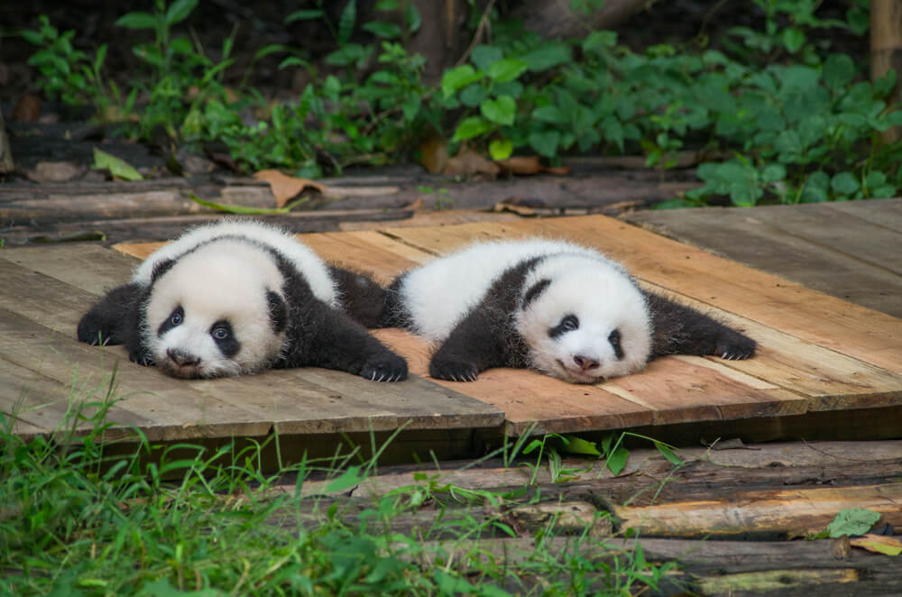 U zoo vrtu Tokija najnovija atrakcija su pande blizanci