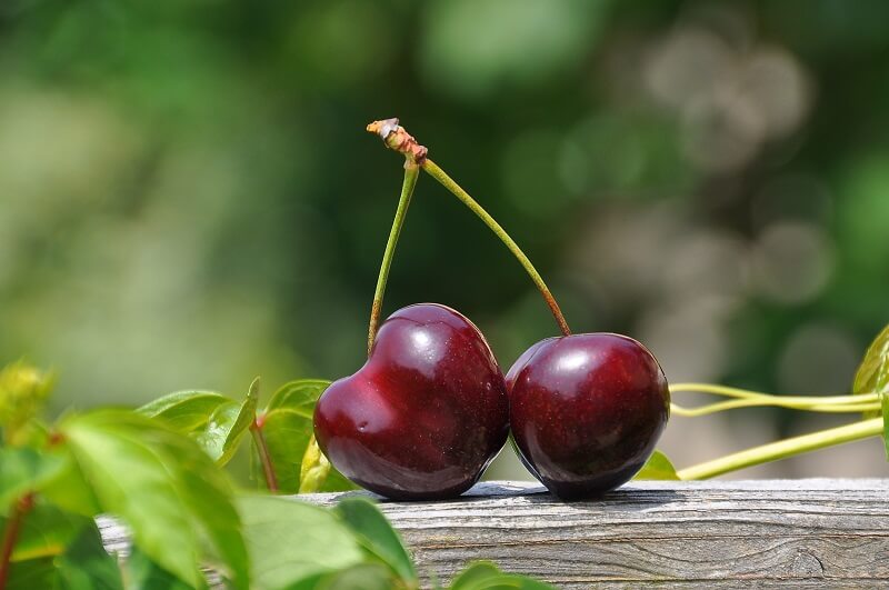 Za šta su sve dobre trešnje i kako ih jesti da poboljšate zdravlje?