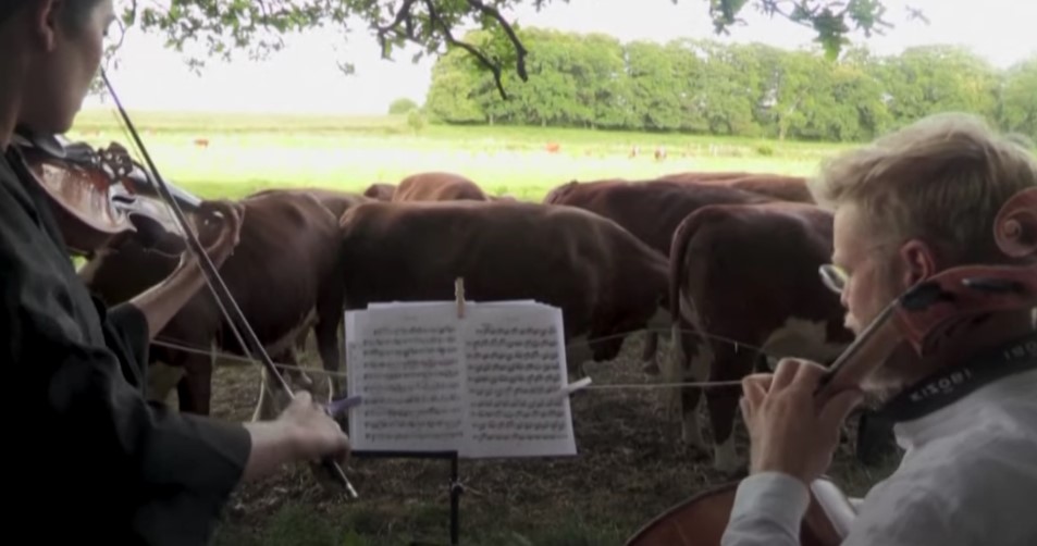 Klasična muzika za bolje mleko – krave uživaju uz klasiku