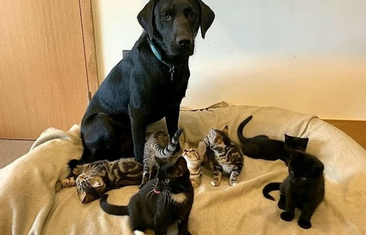 Labrador usvojio čak sedam malih maca koje su ostale same