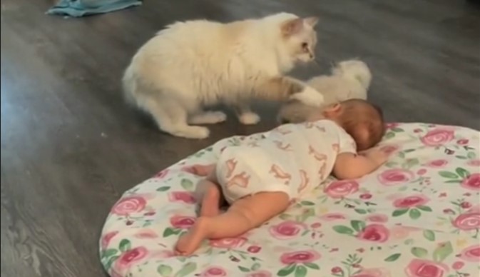 Mama mačka upoznaje svoje mače sa novim članom porodice
