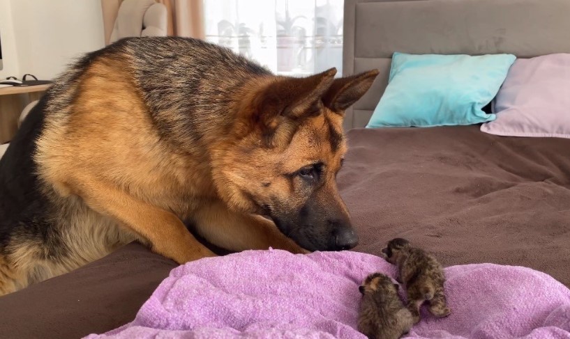 Velika ljubav – Nemački ovčar se prvi put susreo sa tek rođenim mačićima