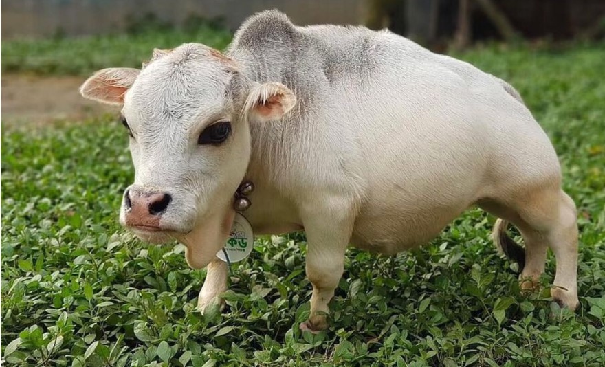 Upoznajte Rani, ona je najmanja krava na svetu
