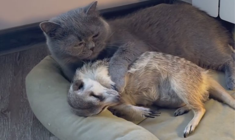 Preslatko prijateljstvo – mačka i merkat su najbolji drugari