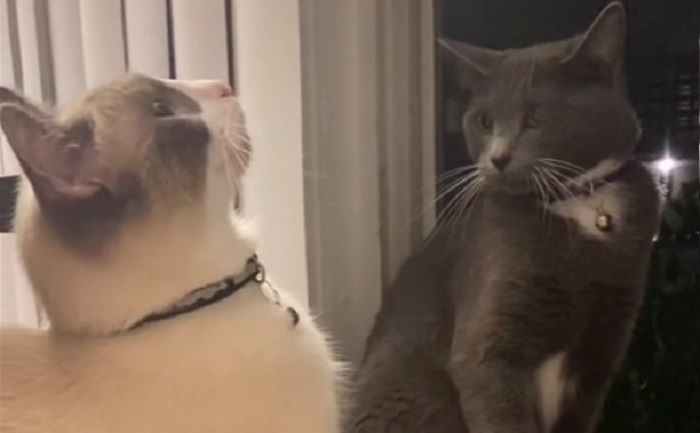 Vlasnica započela svađu između dve mačke na najkomičniji način