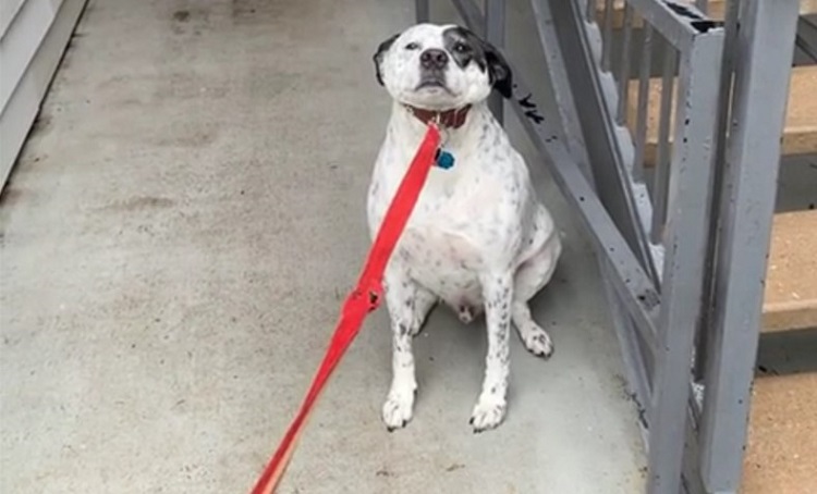 Ovaj pas ne voli kišu i to je stavio do znanja vlasnici na presmešan način