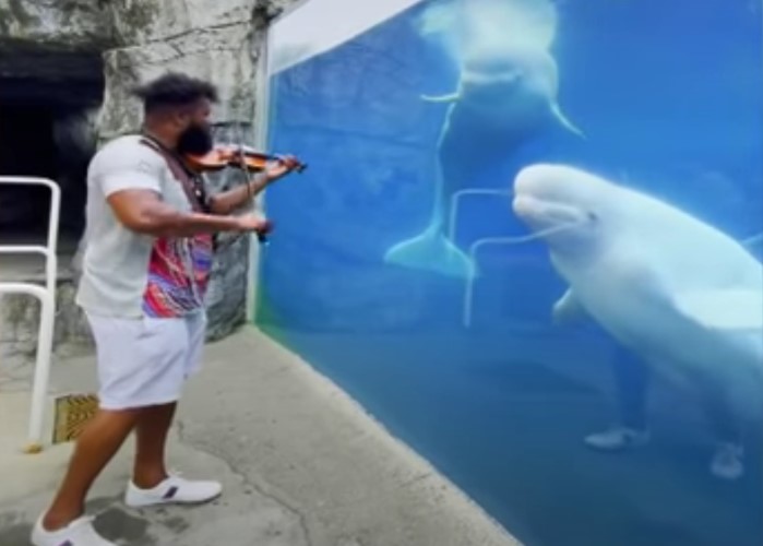Zna šta je dobro – Beluga kit uživa u umetnosti