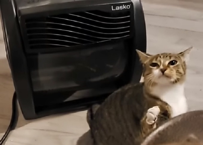 Presmešna borba: Ova maca se bori sa – vazduhom iz ventilatora?