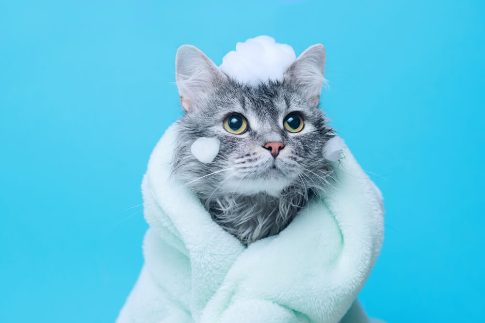 I to postoji – mačka koja obožava da se kupa