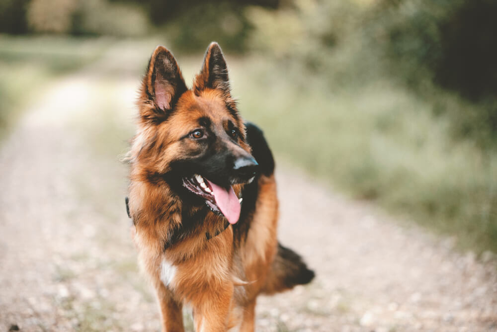 Daće i život za vas – ovo su najodanije rase pasa