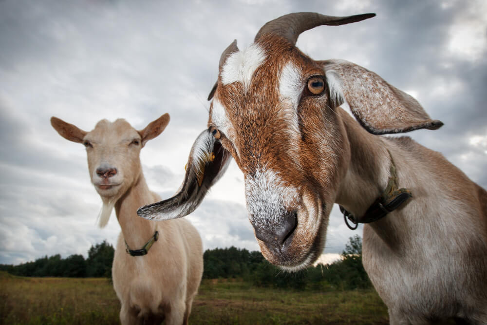 Koze spasavaju Njujork od invazivnog korova